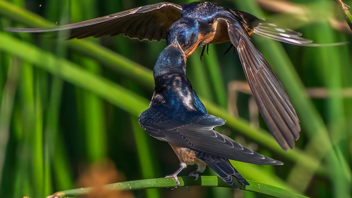 Golondrina Común - ML620561124