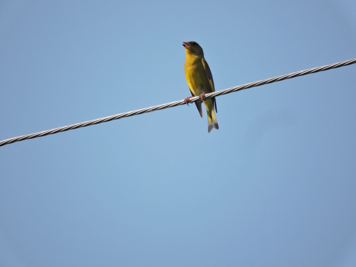 European Greenfinch - ML620561125