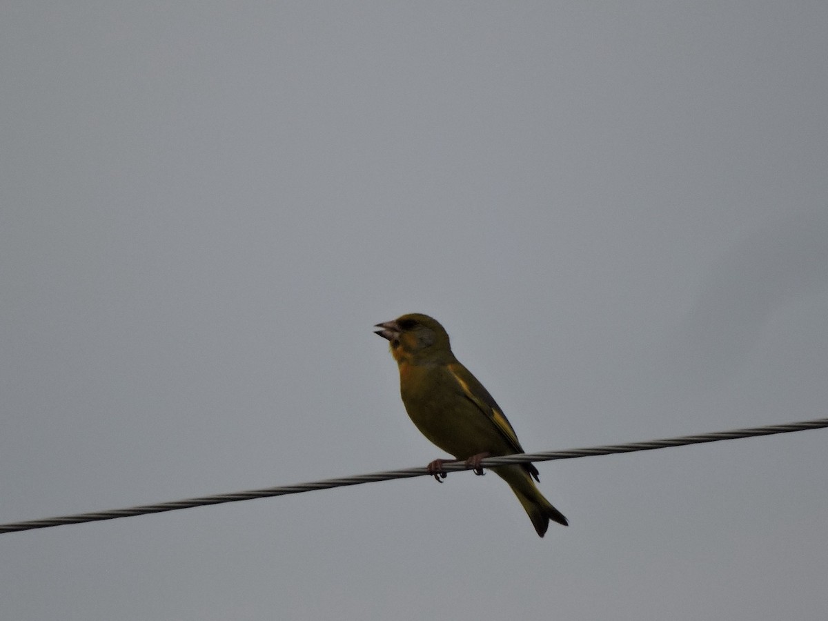 European Greenfinch - ML620561126