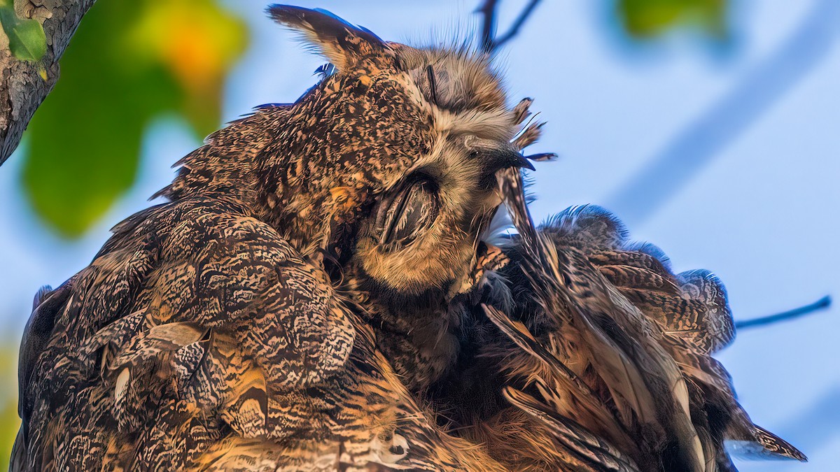 Great Horned Owl - ML620561132