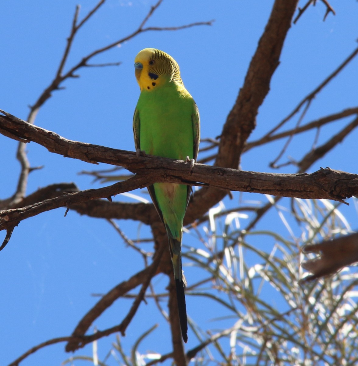 Budgerigar - ML620561133