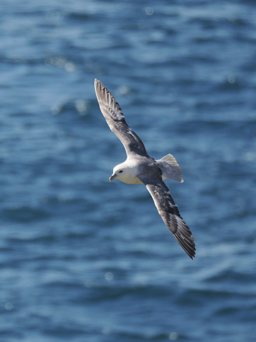 Northern Fulmar - ML620561135