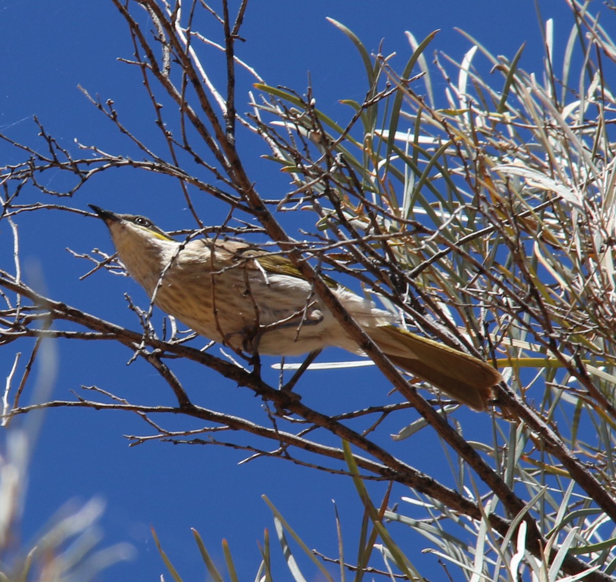 Singing Honeyeater - ML620561138