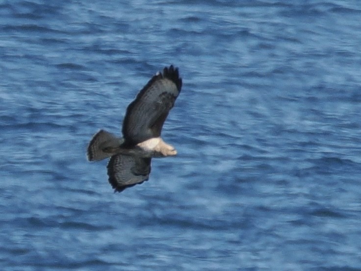 Common Buzzard - ML620561139