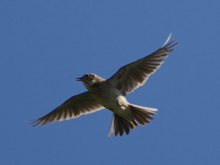 Eurasian Skylark - ML620561142