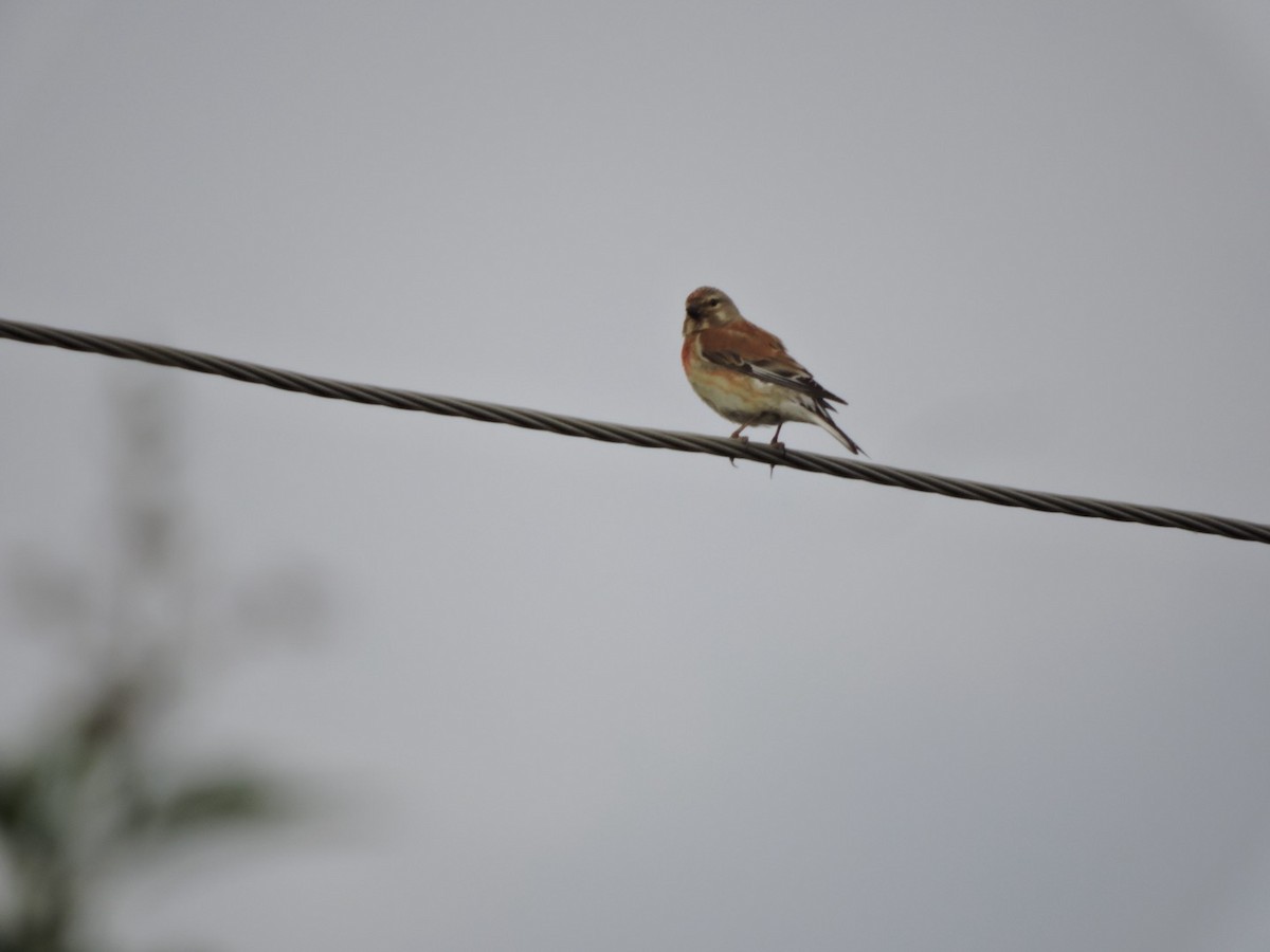 Eurasian Linnet - ML620561146