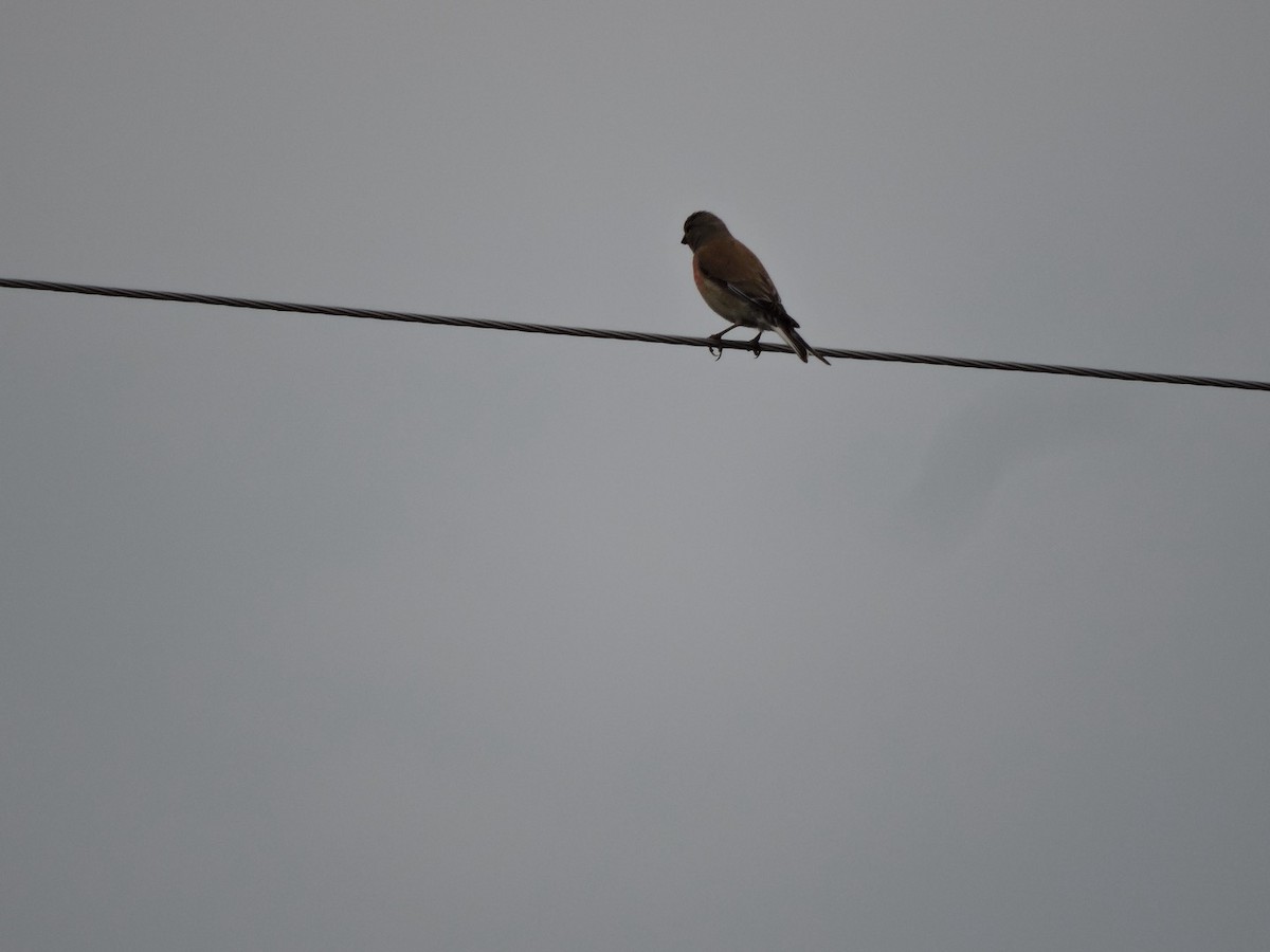 Eurasian Linnet - ML620561147