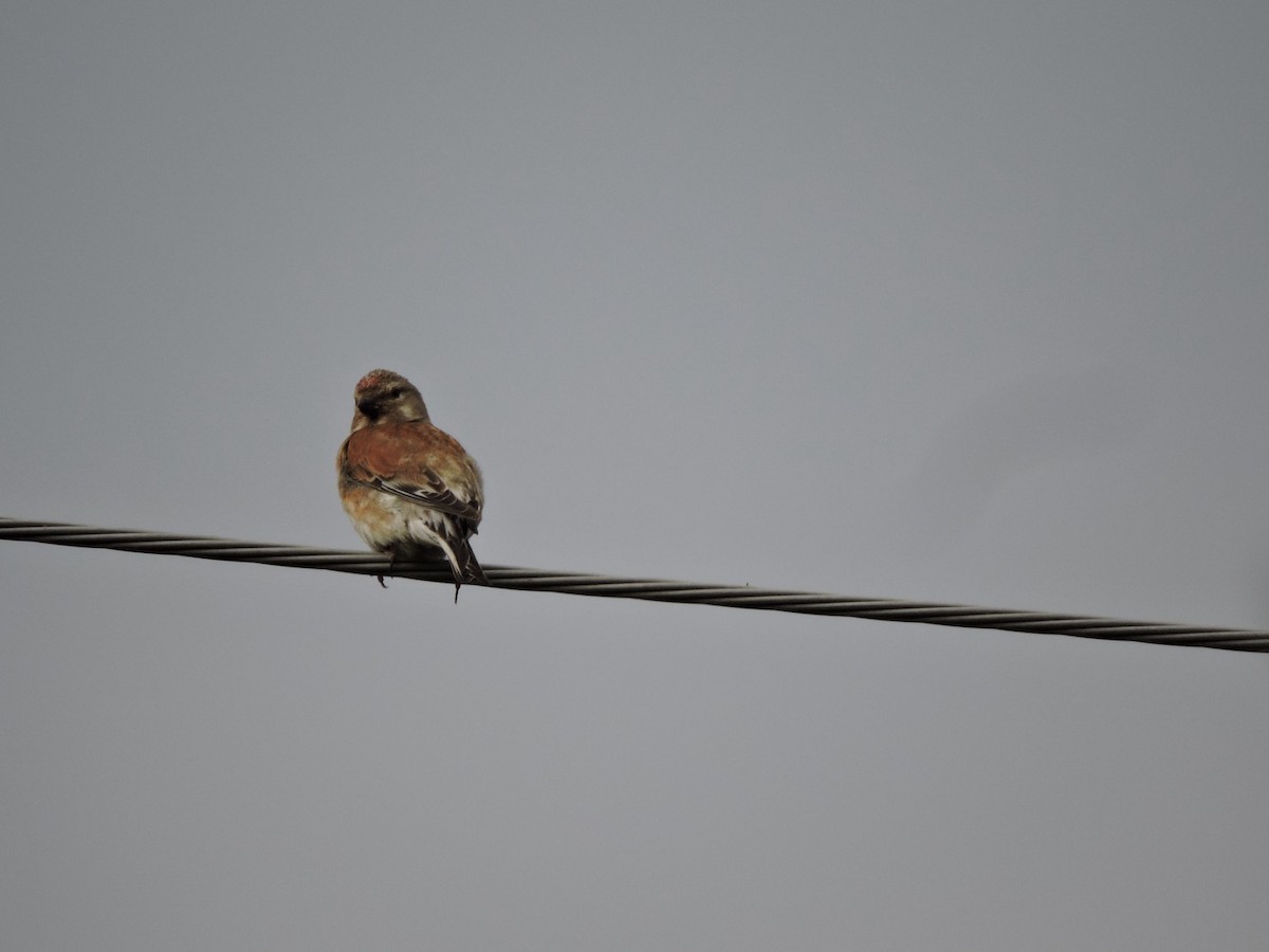 Eurasian Linnet - ML620561148