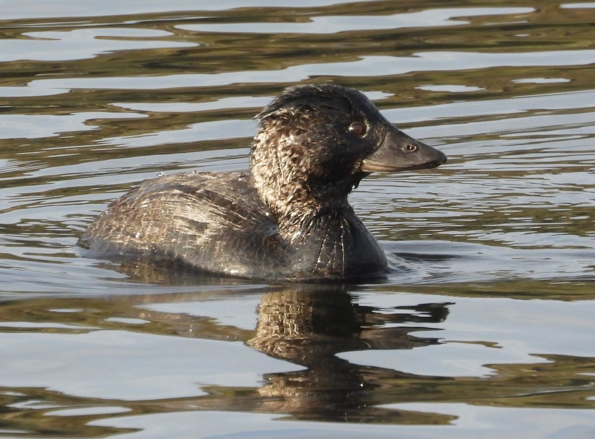 Musk Duck - ML620561149