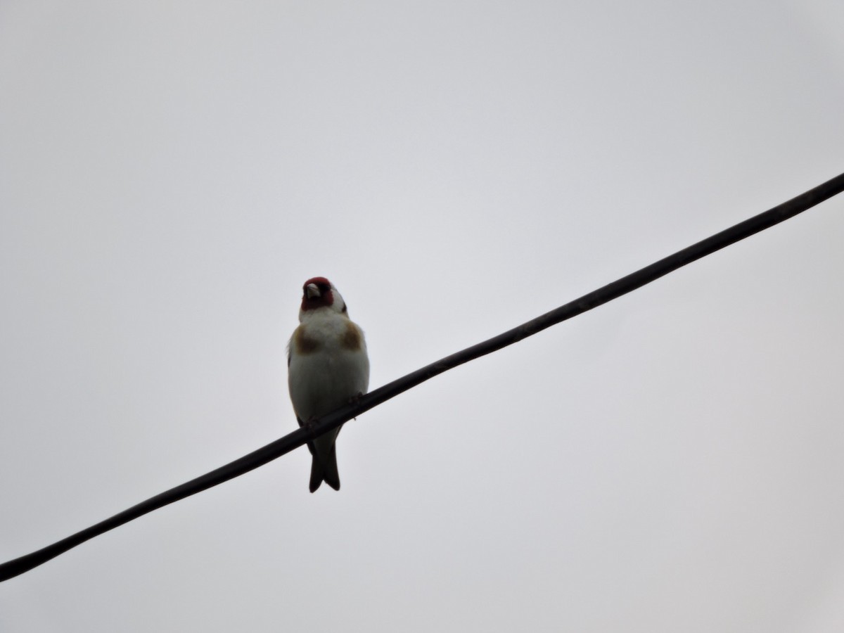 European Goldfinch - ML620561150