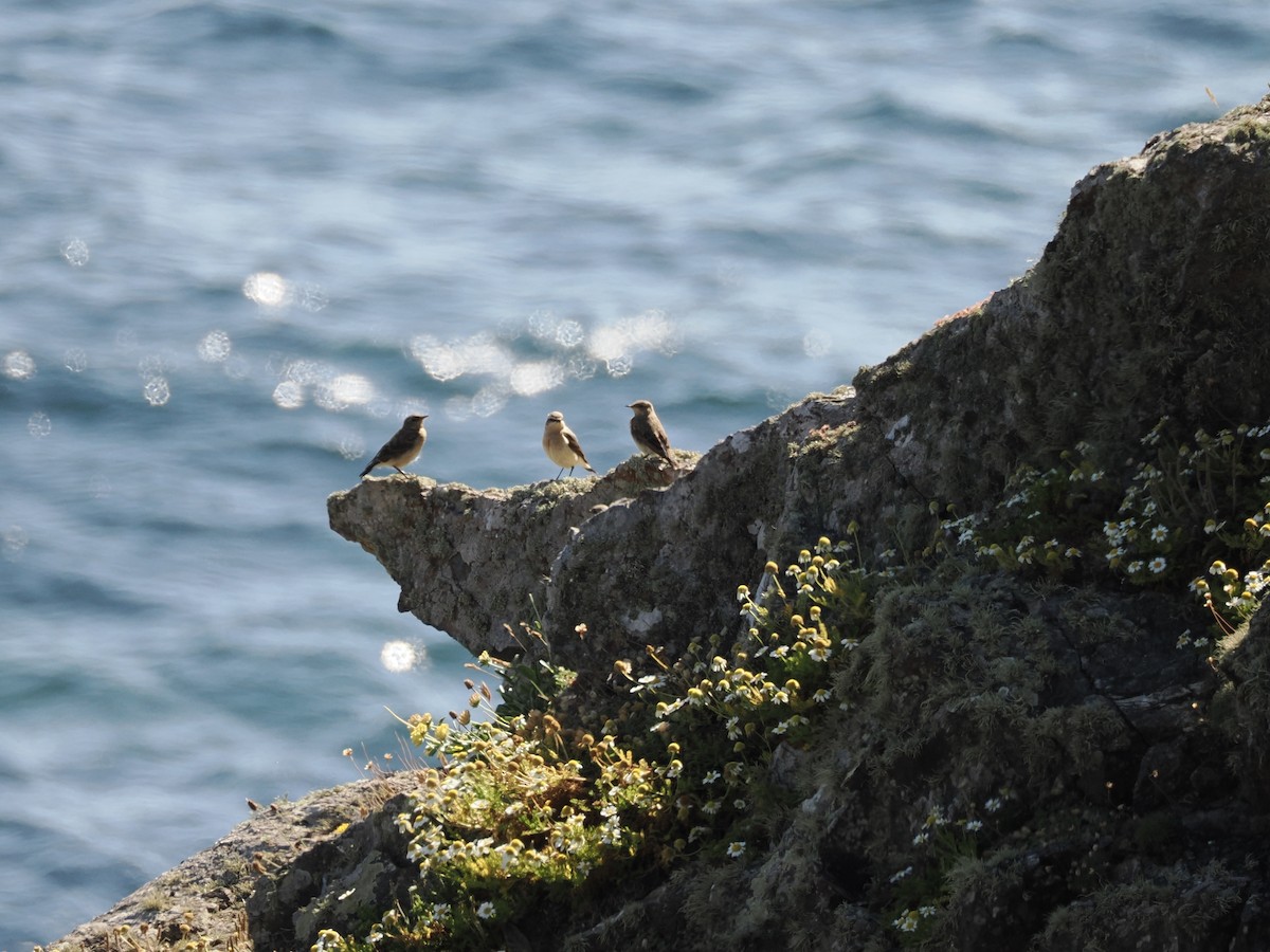 Northern Wheatear - ML620561153