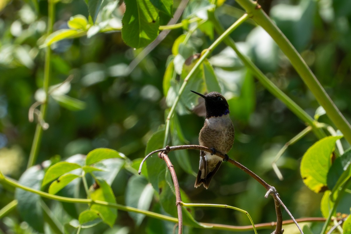 Black-chinned Hummingbird - ML620561156