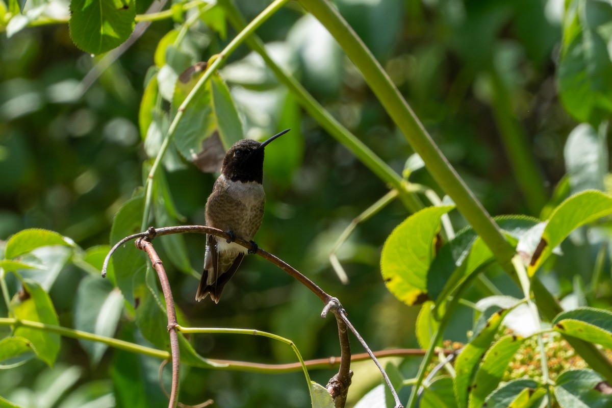 Black-chinned Hummingbird - ML620561157