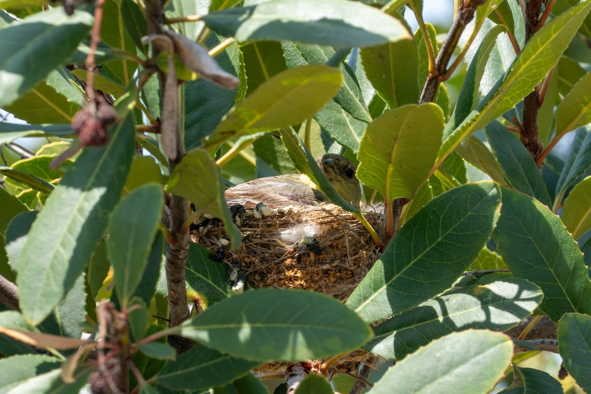 Lesser Goldfinch - ML620561158