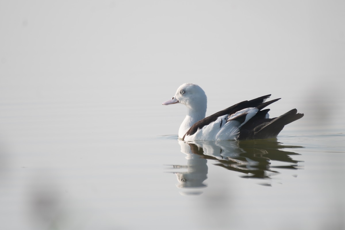 Radjah Shelduck - ML620561161