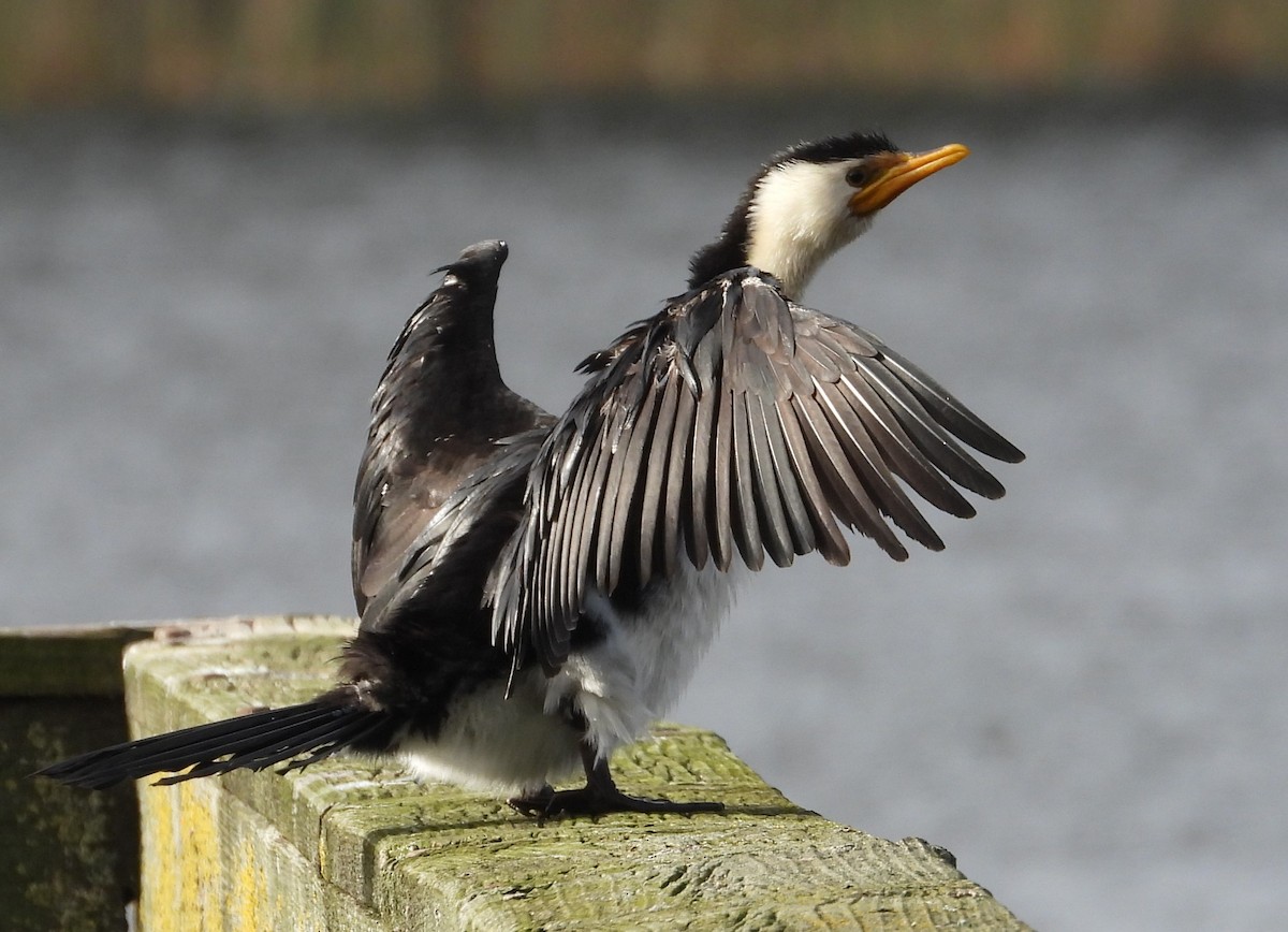 Little Pied Cormorant - ML620561164