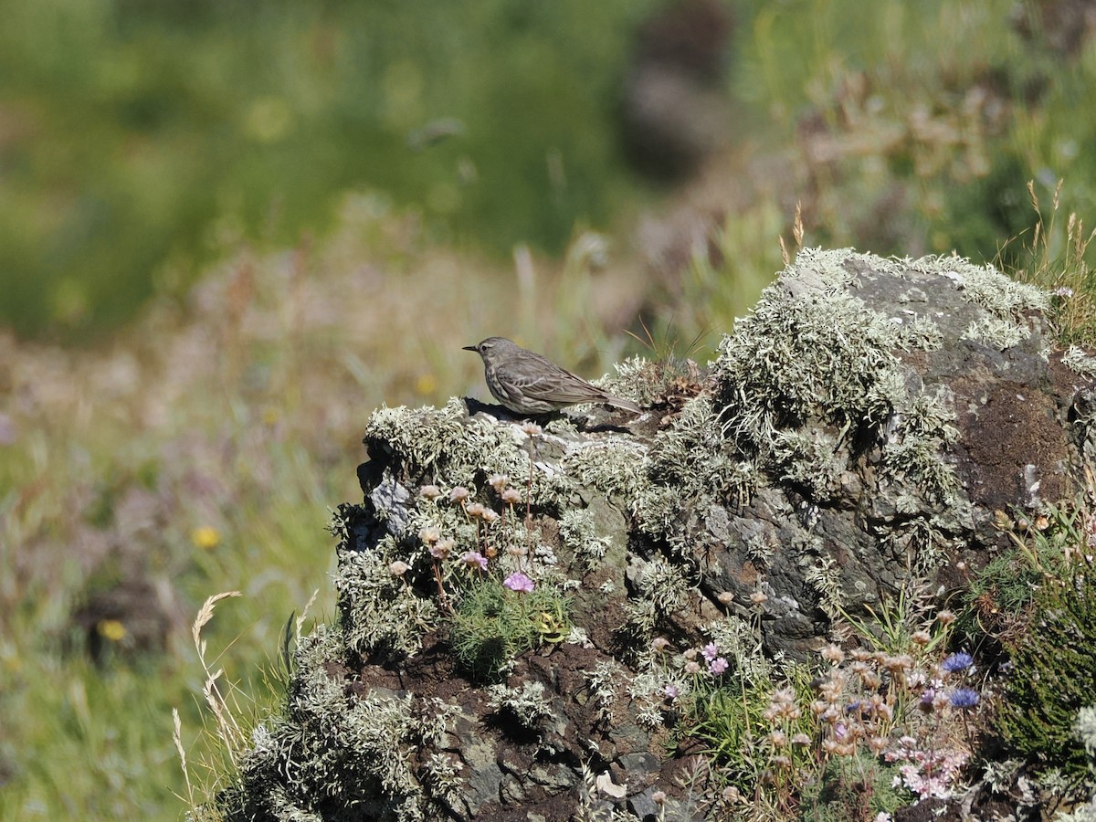 Rock Pipit - ML620561165