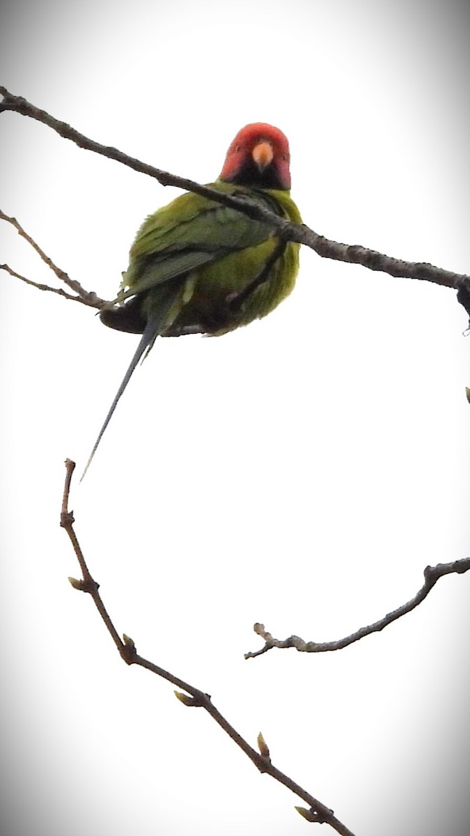 Plum-headed Parakeet - ML620561166