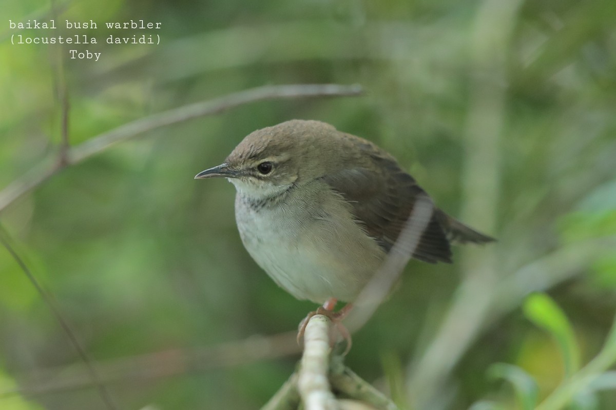 Baikal Bush Warbler - Trung Buithanh