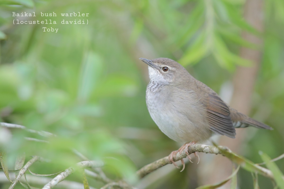 Baikal Bush Warbler - ML620561172