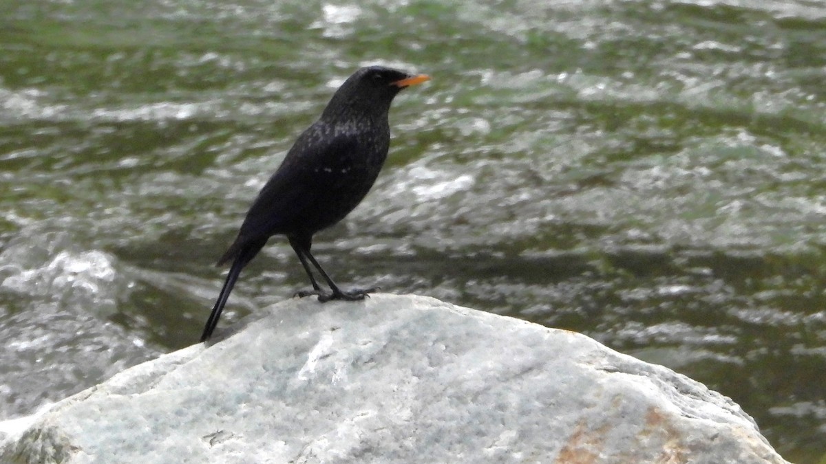 Blue Whistling-Thrush - ML620561180