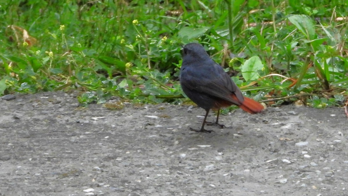 Plumbeous Redstart - ML620561181