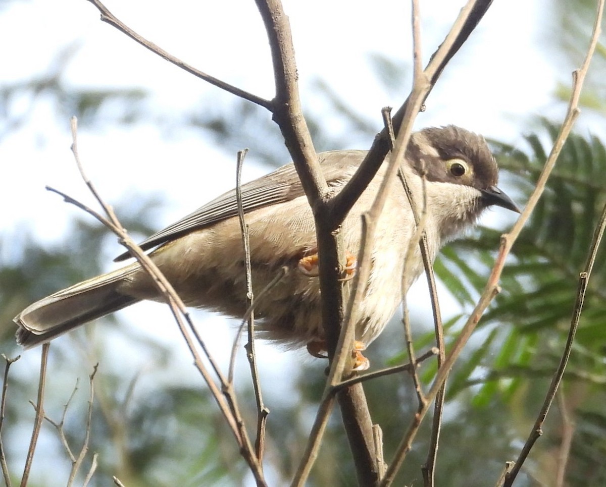 Brown-headed Honeyeater - ML620561184