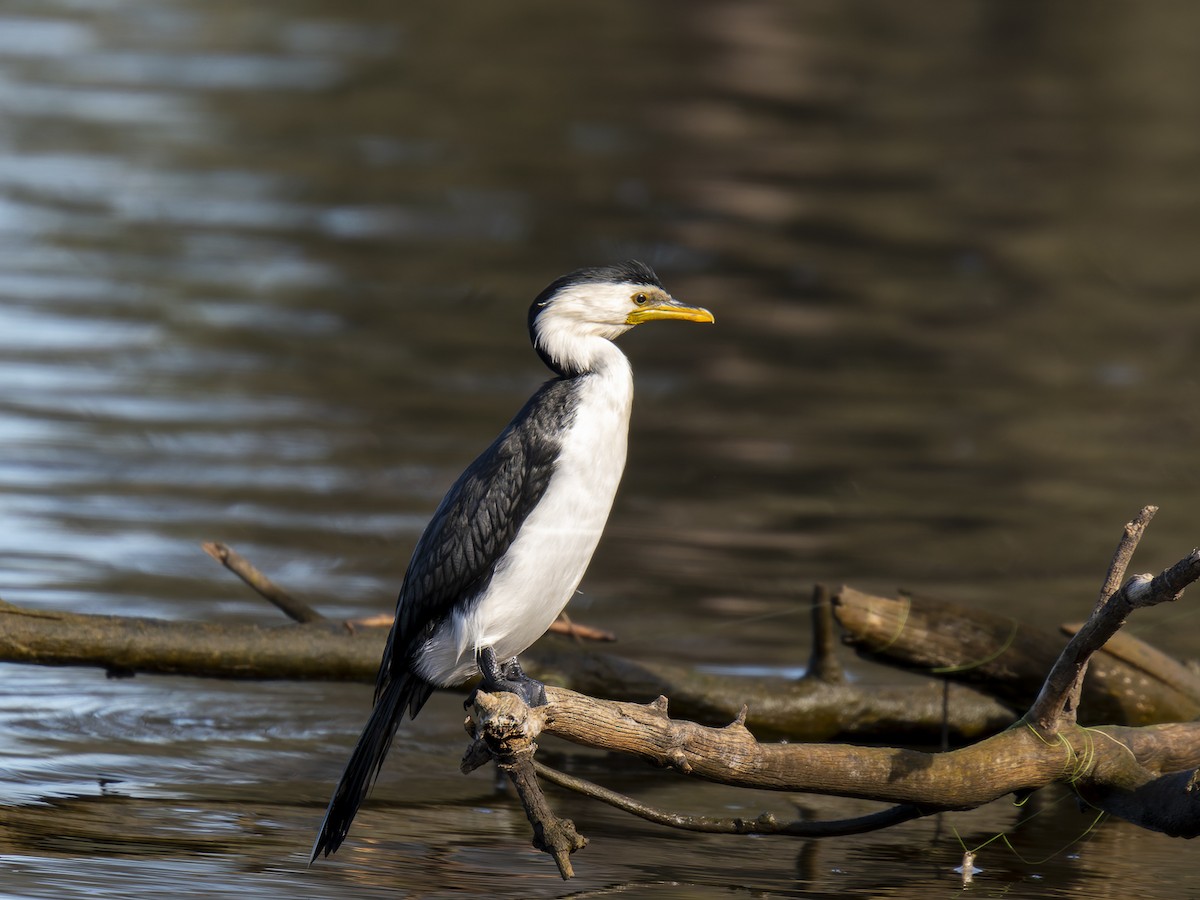 Little Pied Cormorant - ML620561190