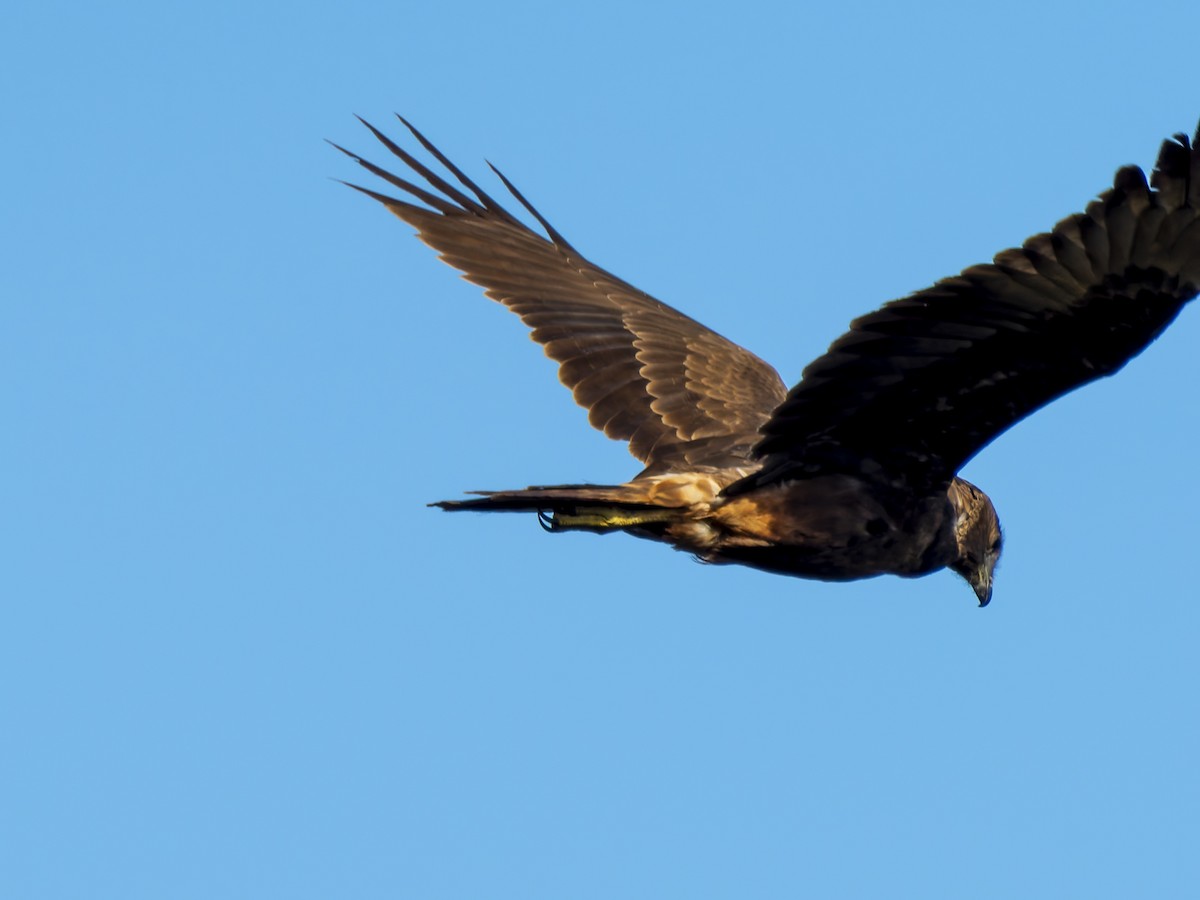 Swamp Harrier - ML620561191