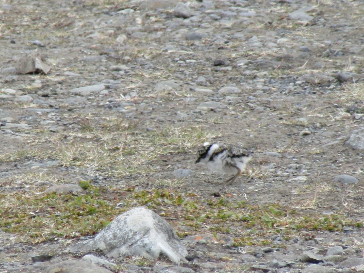 Common Ringed Plover - ML620561192