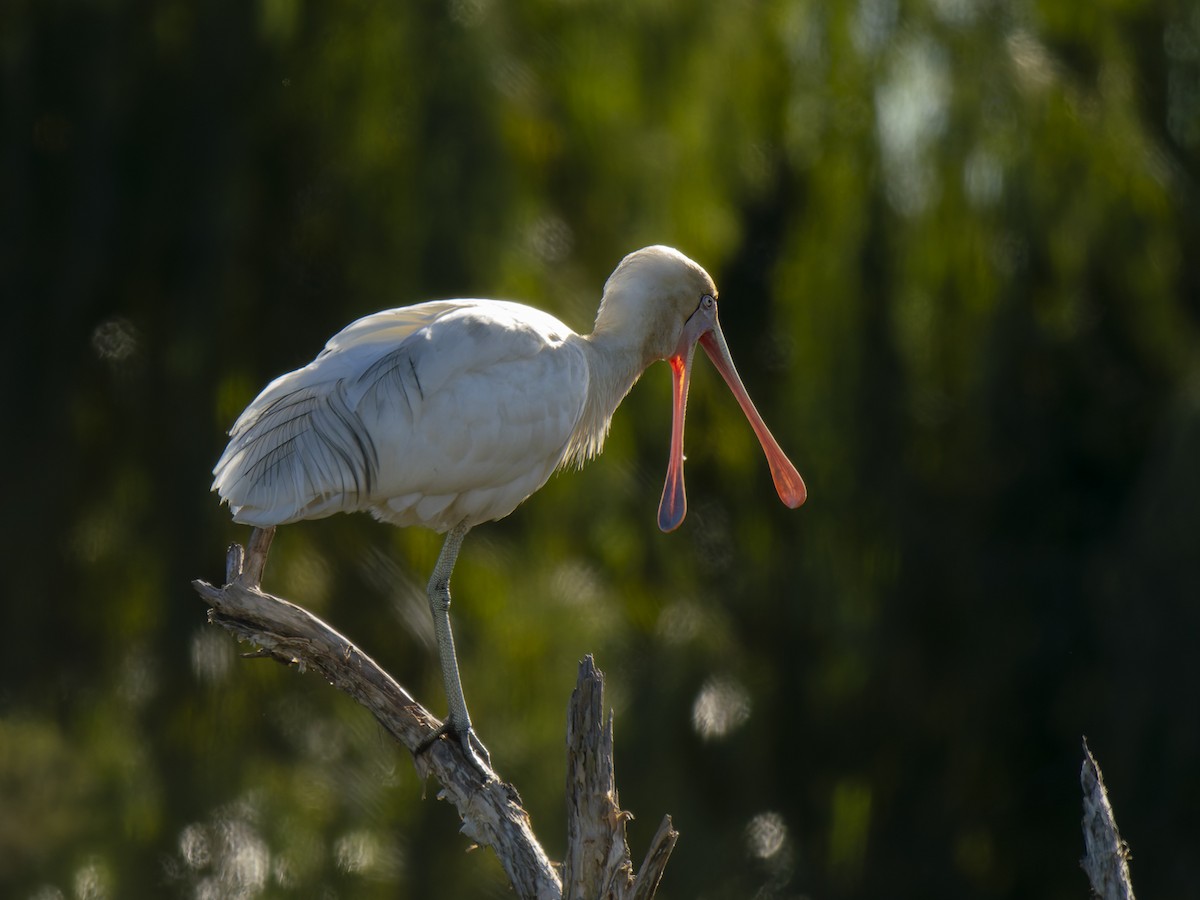 Yellow-billed Spoonbill - ML620561195