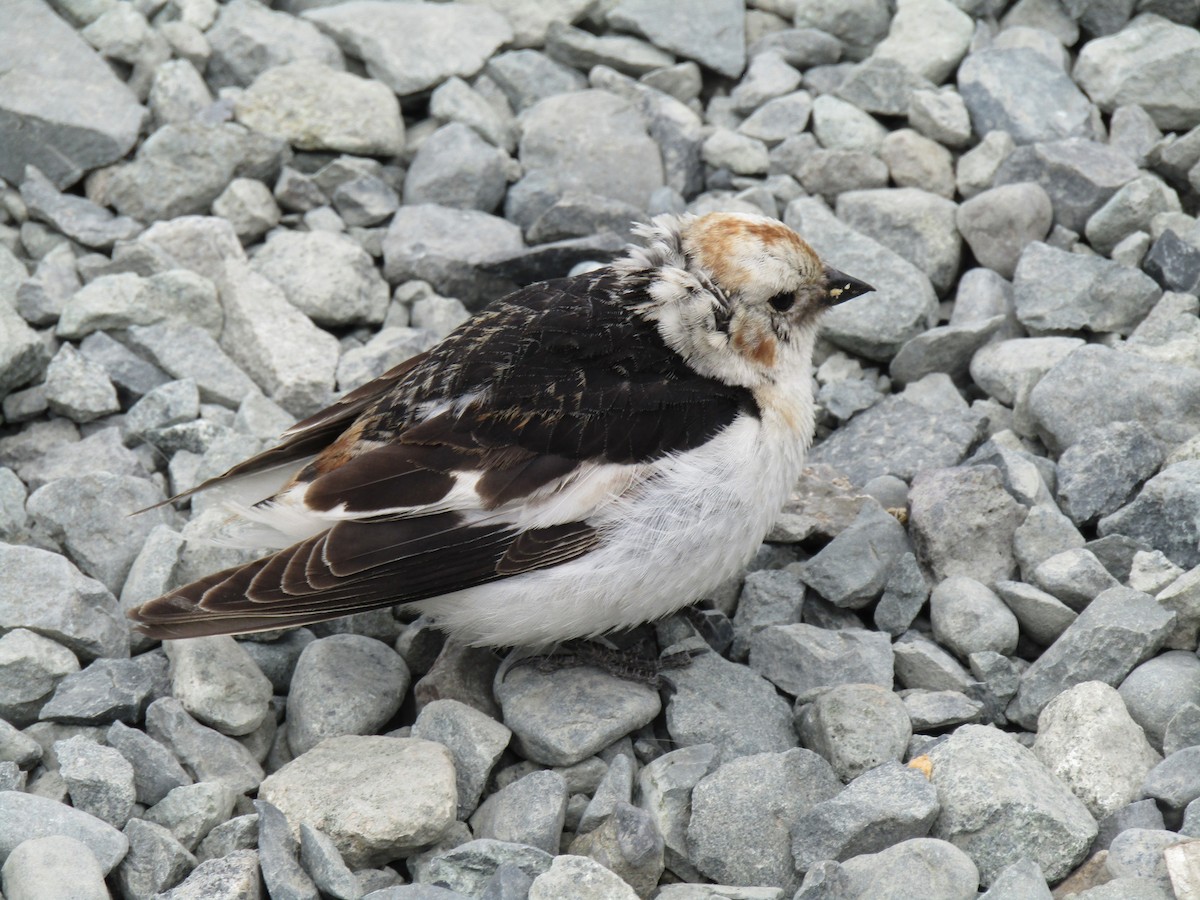 Snow Bunting - ML620561199