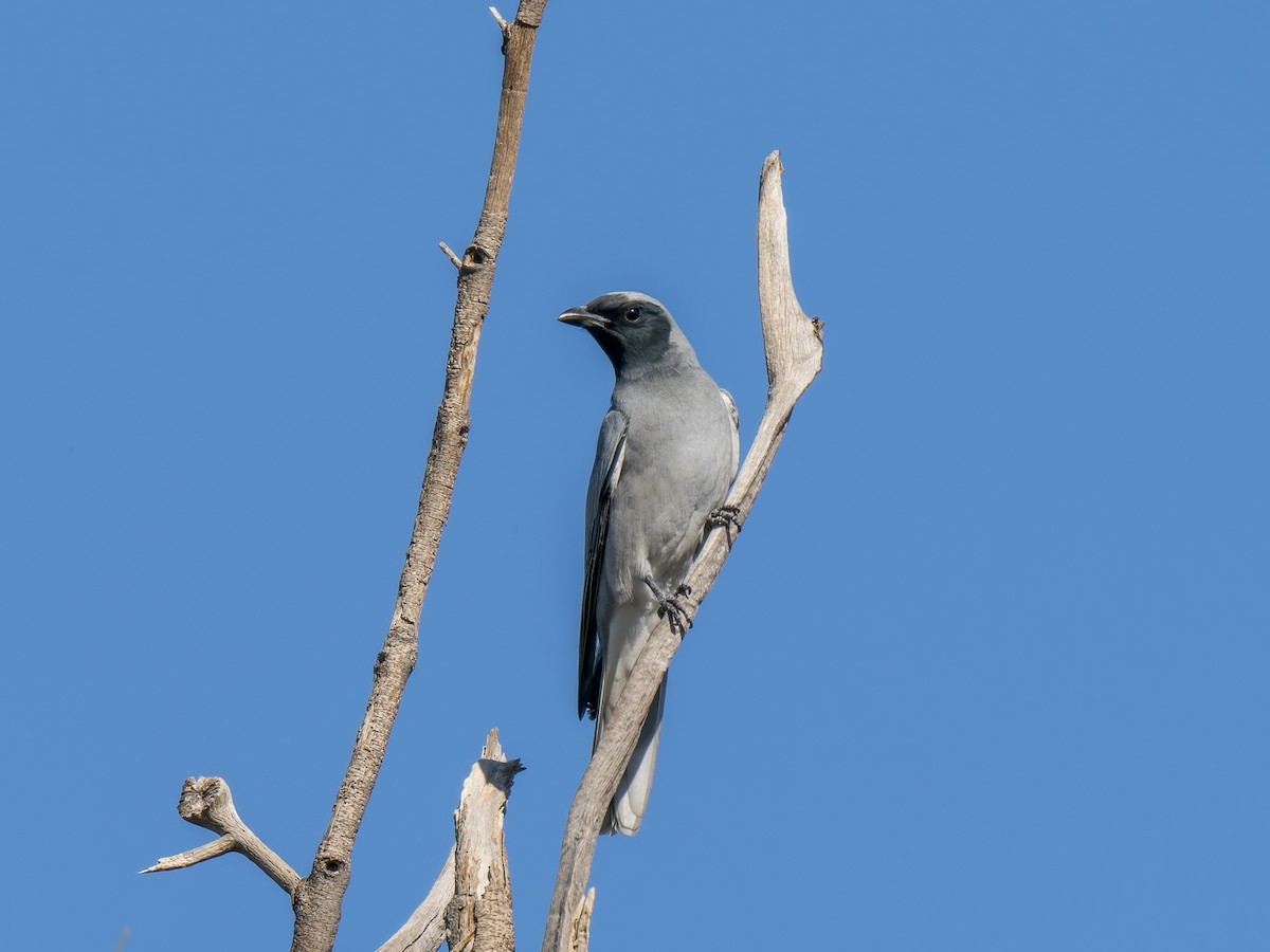 Black-faced Cuckooshrike - ML620561201