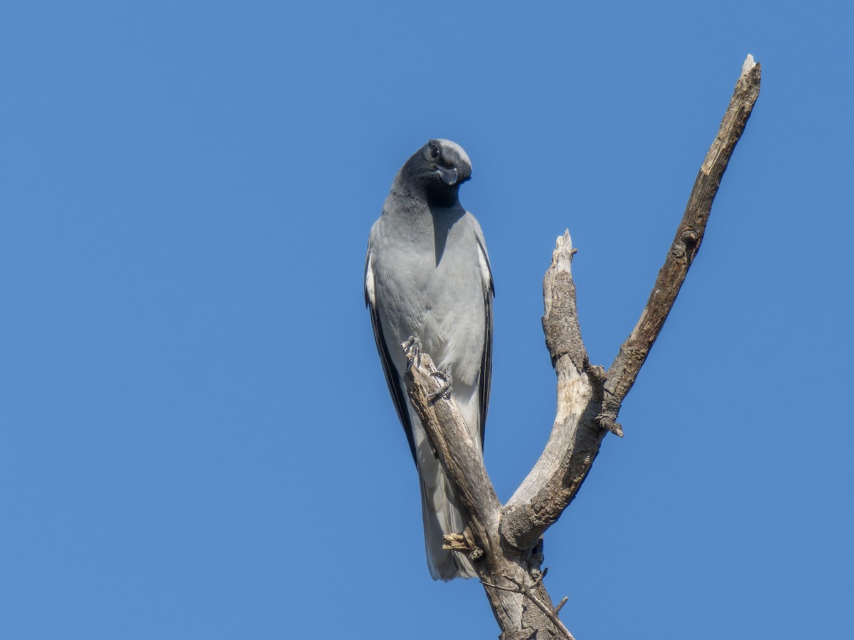 Black-faced Cuckooshrike - ML620561202