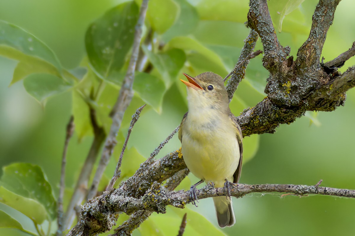 Icterine Warbler - ML620561205