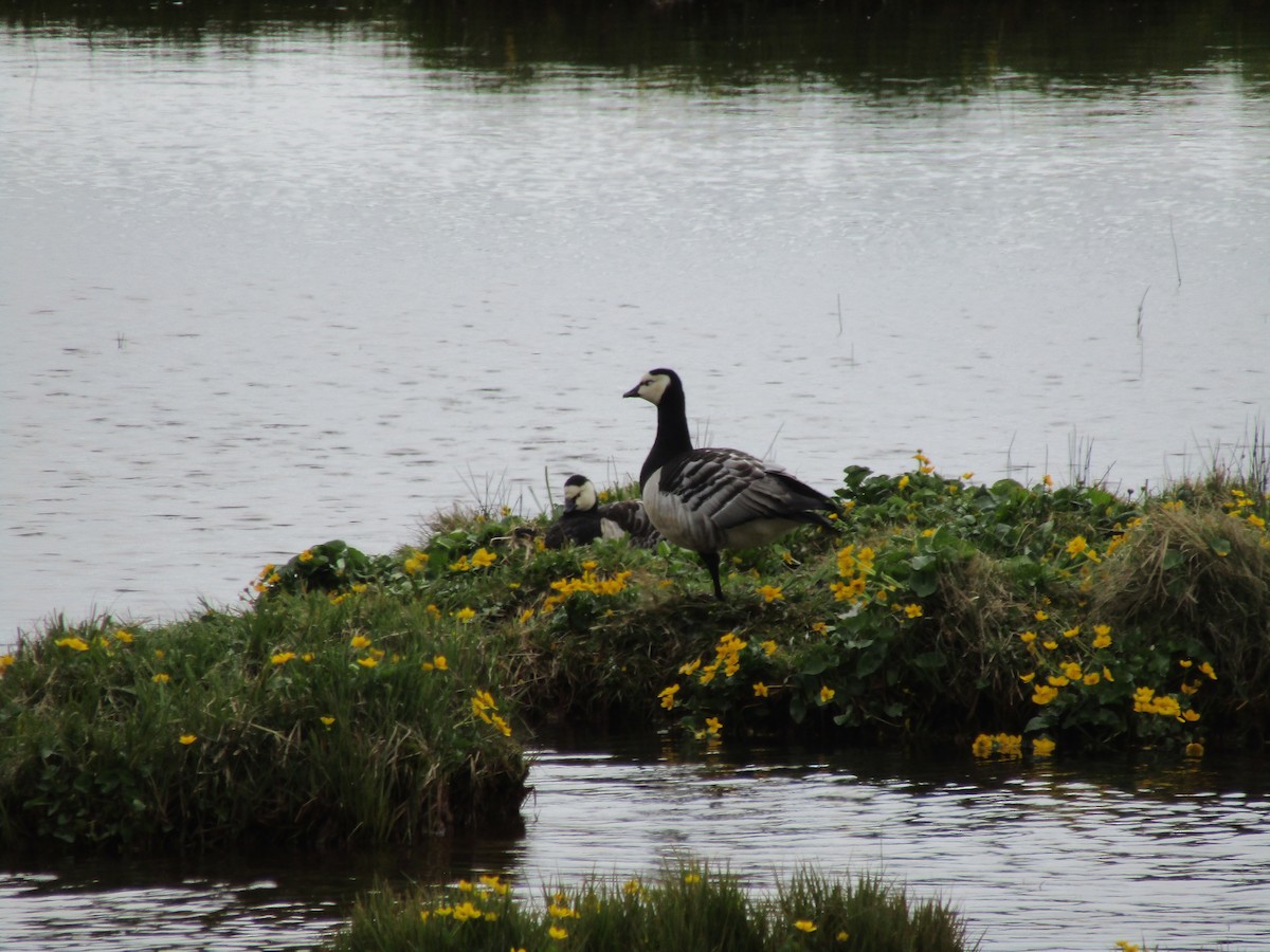 Barnacle Goose - ML620561207