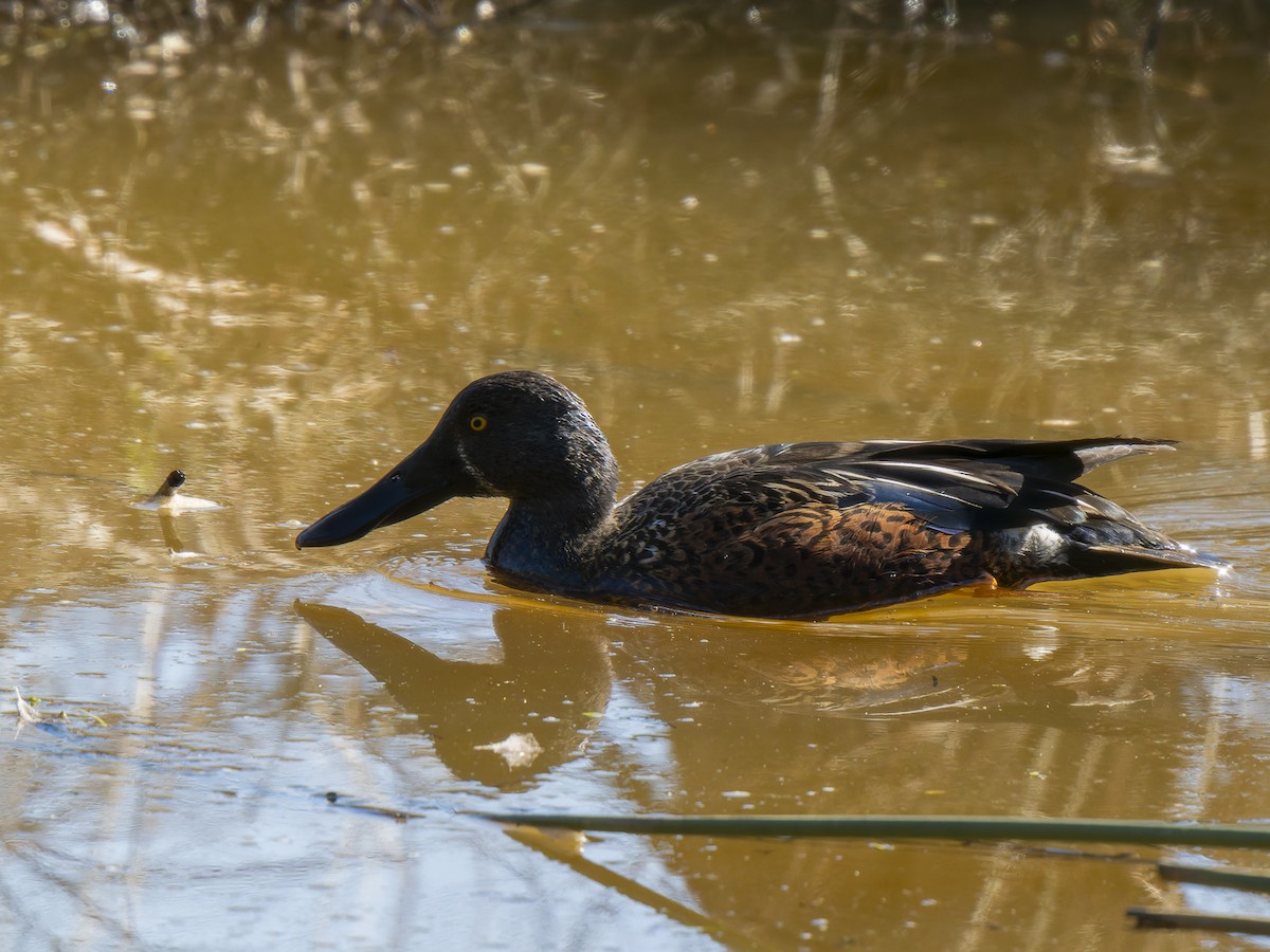 Australasian Shoveler - Ed Rice