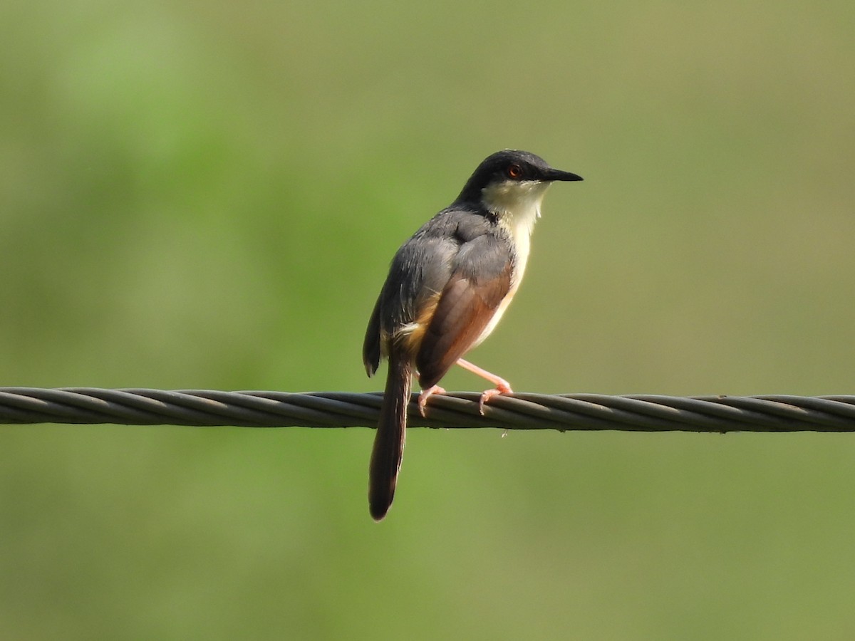 Prinia Cenicienta - ML620561209