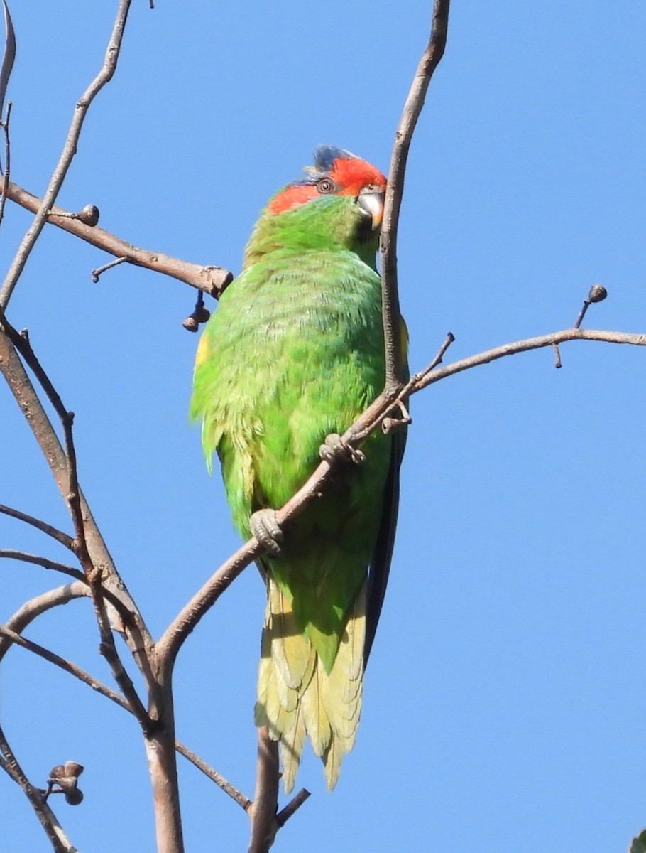 Musk Lorikeet - Stephan Megroz