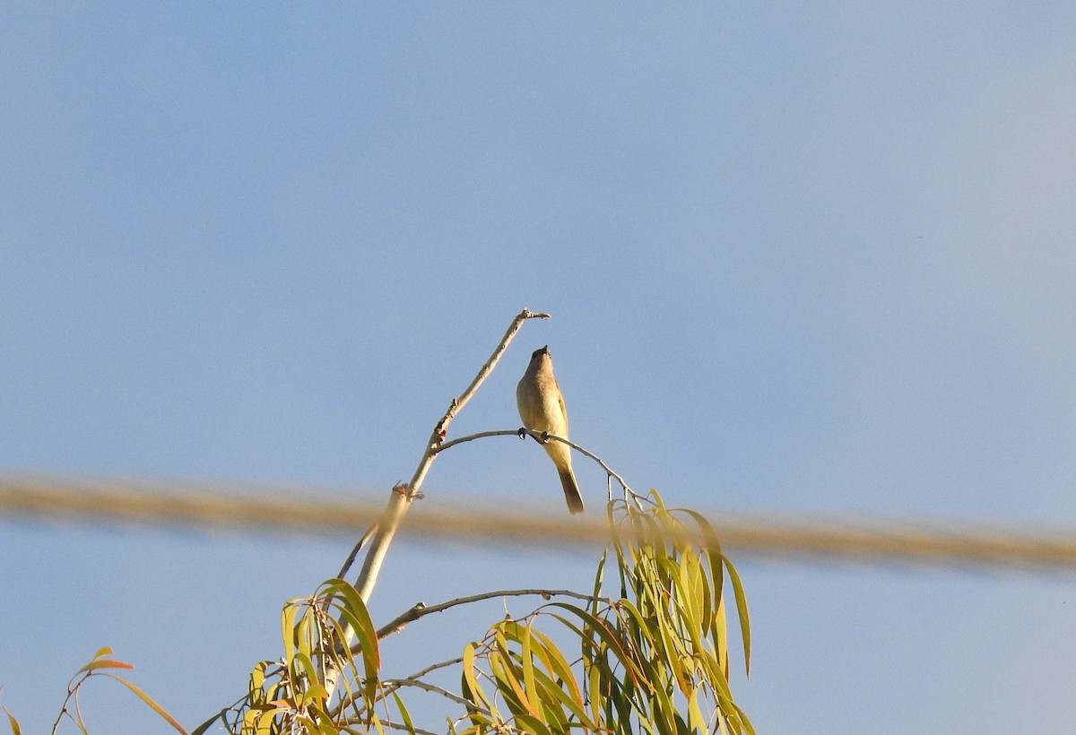 Brown Honeyeater - ML620561212