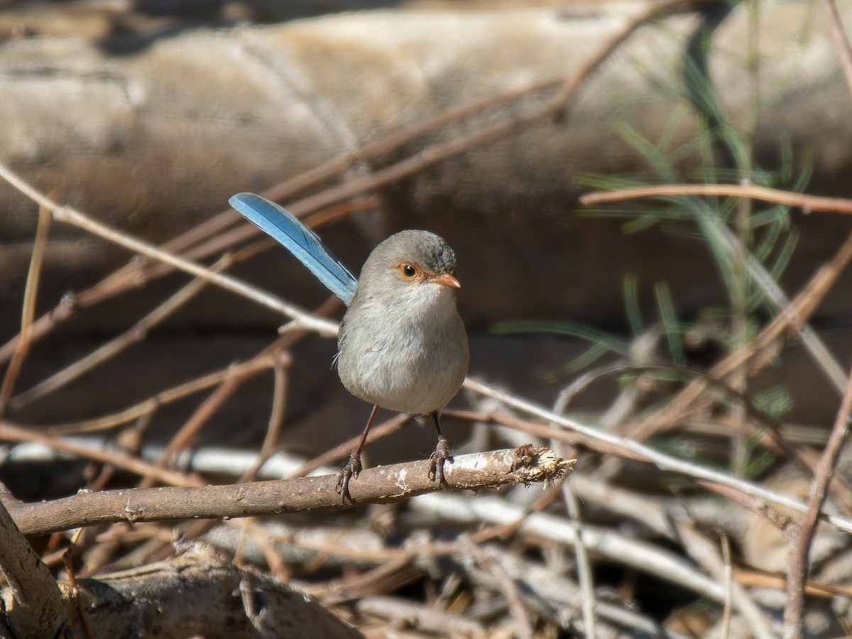 Splendid Fairywren - Ed Rice