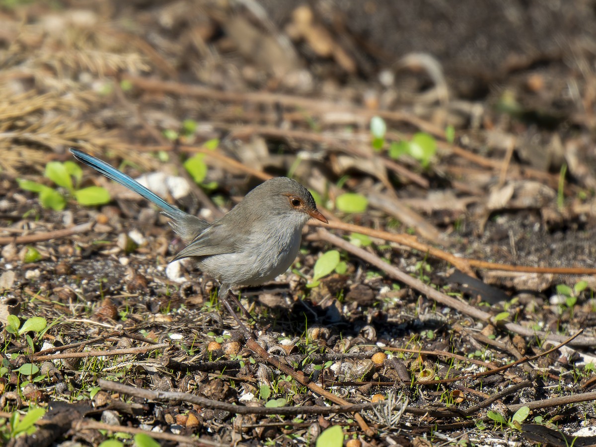 Splendid Fairywren - ML620561214