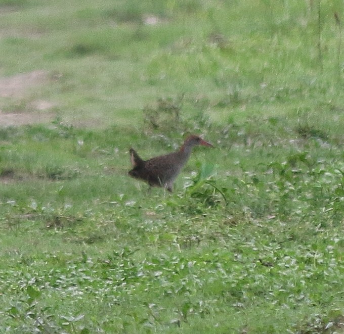 Slaty-breasted Rail - ML620561215