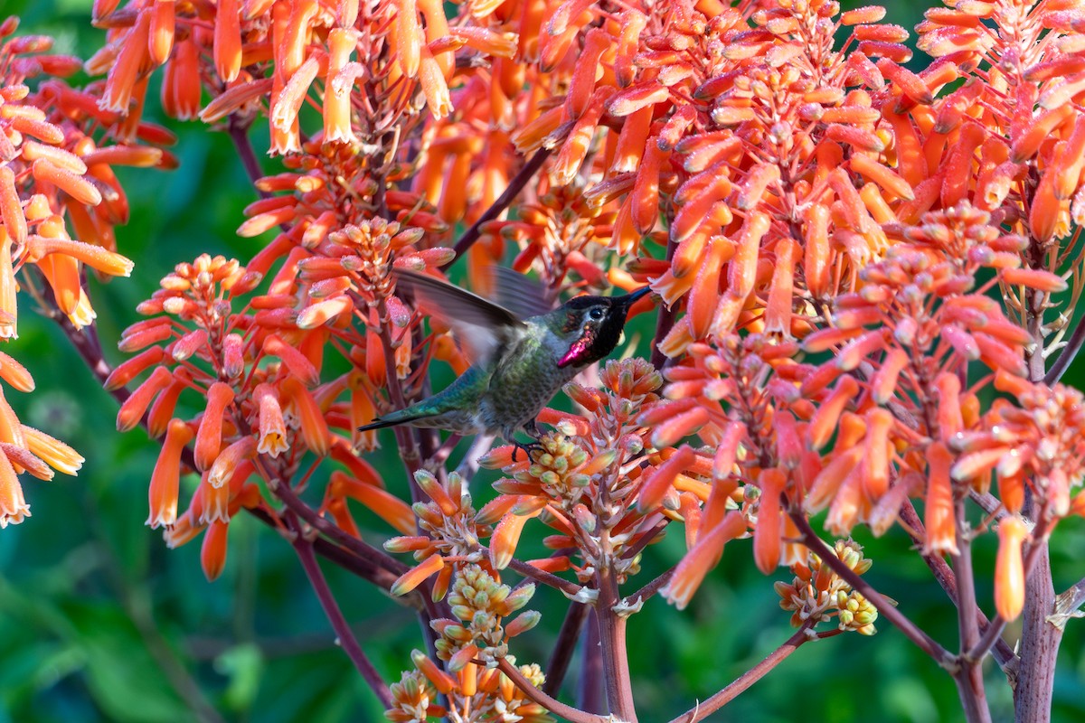 Anna's Hummingbird - ML620561217