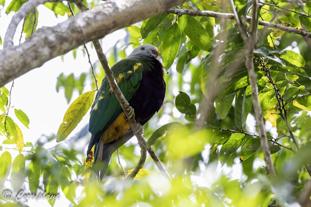 Wompoo Fruit-Dove - ML620561221