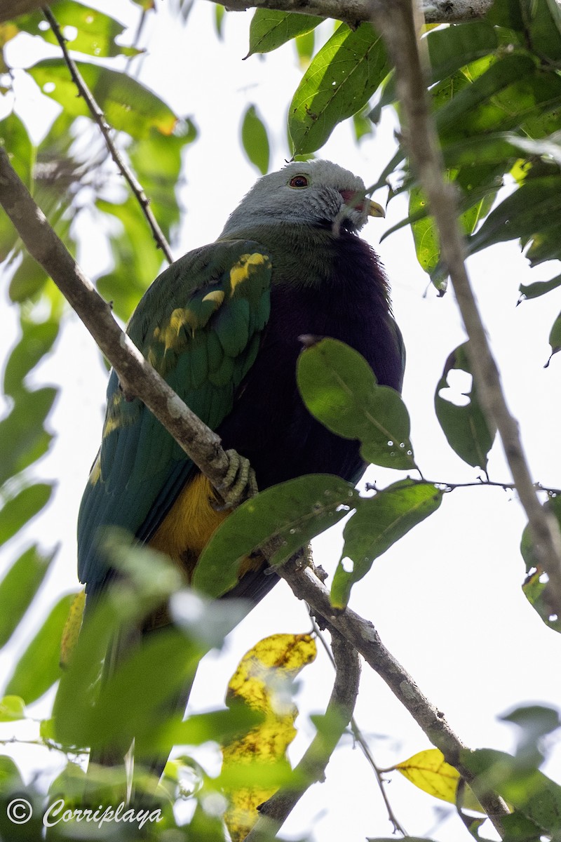 Wompoo Fruit-Dove - Fernando del Valle