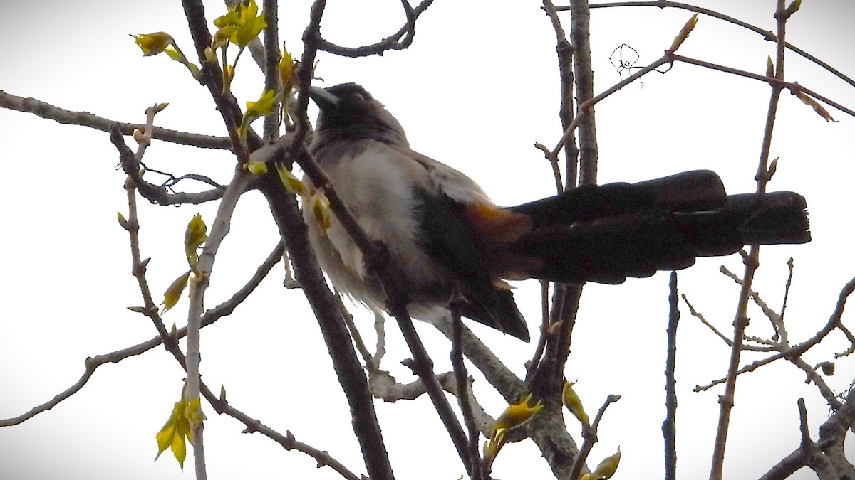 Gray Treepie - ML620561227