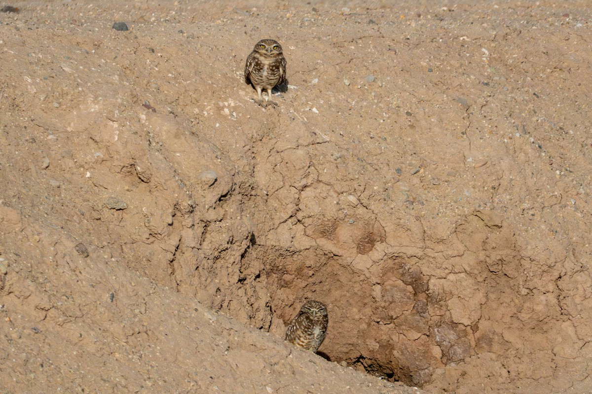 Burrowing Owl - ML620561232