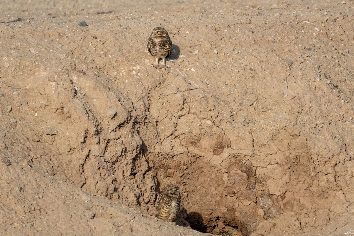 Burrowing Owl - ML620561233