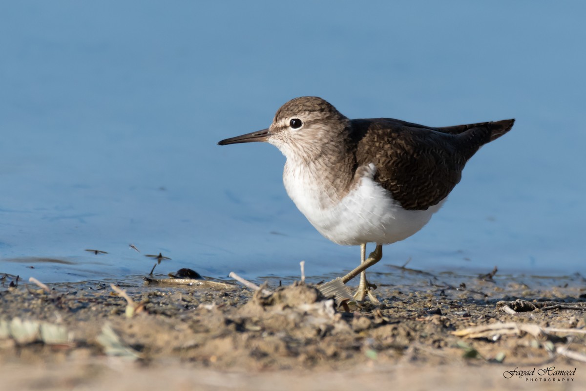 Common Sandpiper - ML620561234